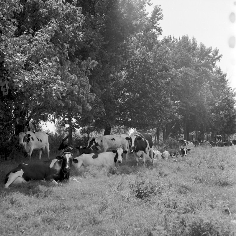 003_most of the milk used in the Memphis area. (1951).jpg